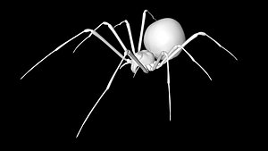 3D model spider black widow