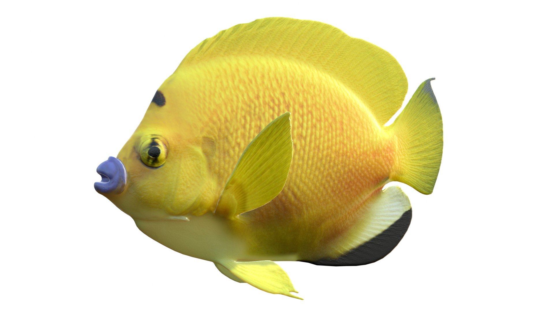 3D 50 Fish Sea Creature Collection v3 https://p.turbosquid.com/ts-thumb/Nr/GyDHXm/HT/1/jpg/1789210091/1920x1080/fit_q87/3a6f978d103d2474014eac8405e81b25d1672d7f/1.jpg