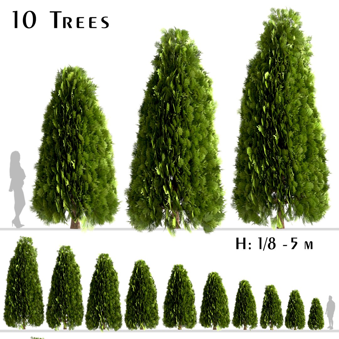 Set Of Thuja Occidentalis Or Arborvitae Tree 3D Model - TurboSquid 1996191