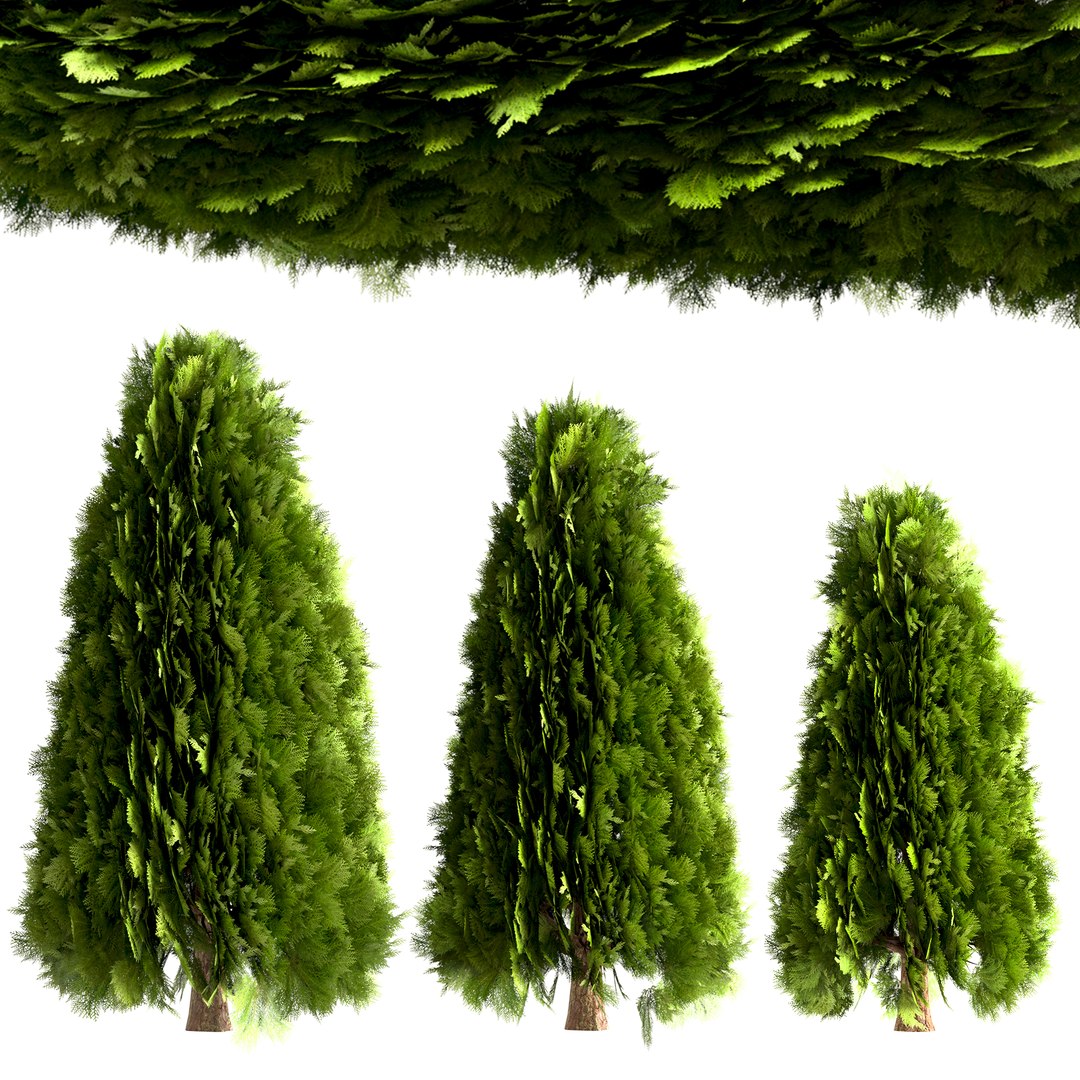 Set Of Thuja Occidentalis Or Arborvitae Tree 3D Model - TurboSquid 1996191