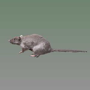 rigged rat 3D