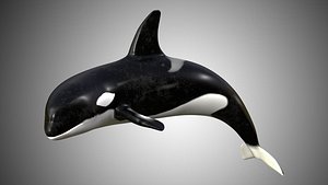 Realistic low poly rigged killer whale
