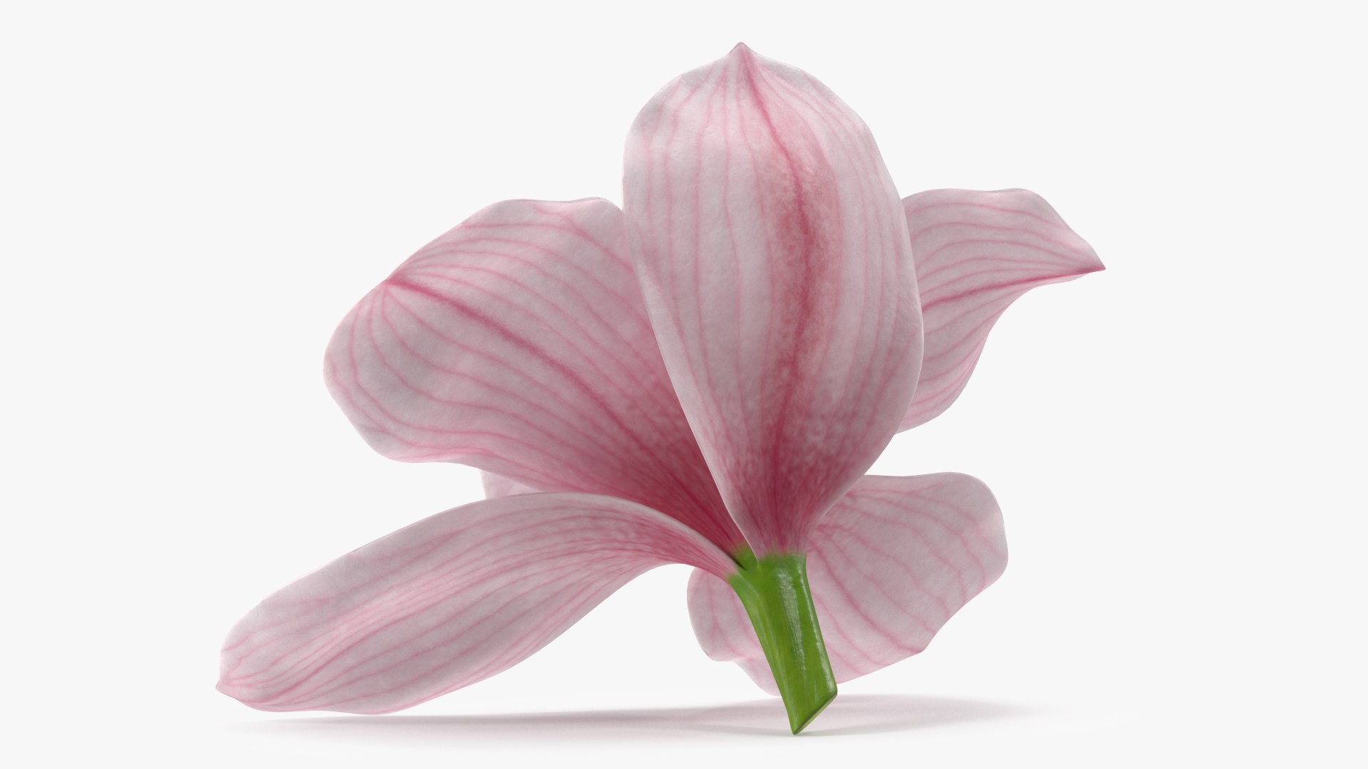 3D Hybrid Orchid Pink https://p.turbosquid.com/ts-thumb/Nr/TYEZLg/7C/hybridorchidpinkmb3dmodel006/jpg/1637784229/1920x1080/fit_q87/8afc4148a9f131cb2689c814cae855d5427182ec/hybridorchidpinkmb3dmodel006.jpg