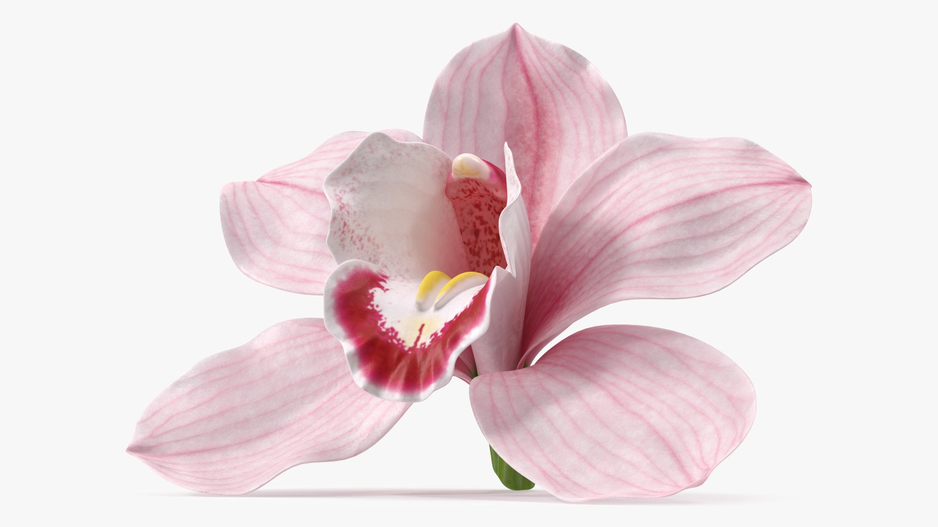 3D Hybrid Orchid Pink https://p.turbosquid.com/ts-thumb/Nr/TYEZLg/9l/hybridorchidpinkmb3dmodel005/jpg/1637784226/1920x1080/fit_q87/d9b70c6ea924cb38c6029c7d01c848cd0c9034e0/hybridorchidpinkmb3dmodel005.jpg