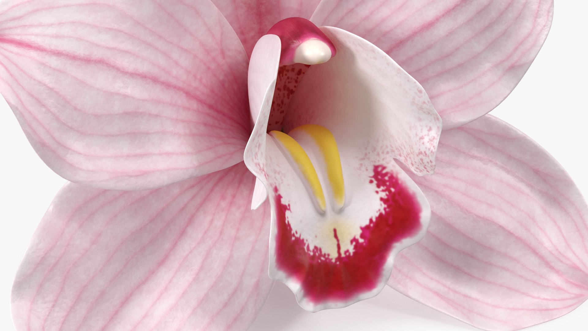 3D Hybrid Orchid Pink https://p.turbosquid.com/ts-thumb/Nr/TYEZLg/AN/hybridorchidpinkmb3dmodel010/jpg/1637784241/1920x1080/fit_q87/0024dd43bbbb3651df98f1fd99978784fc090ec9/hybridorchidpinkmb3dmodel010.jpg