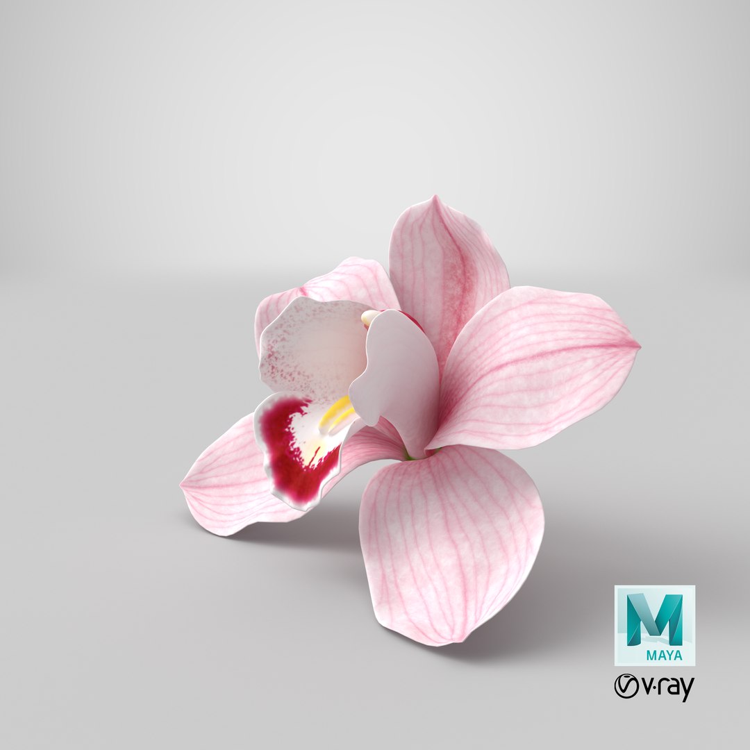 3D Hybrid Orchid Pink https://p.turbosquid.com/ts-thumb/Nr/TYEZLg/SF/stemcell_maya_vray_render/png/1643959495/1920x1080/fit_q87/203ed59f7ce2c313bee57b8f2071af0badb251de/stemcell_maya_vray_render.jpg