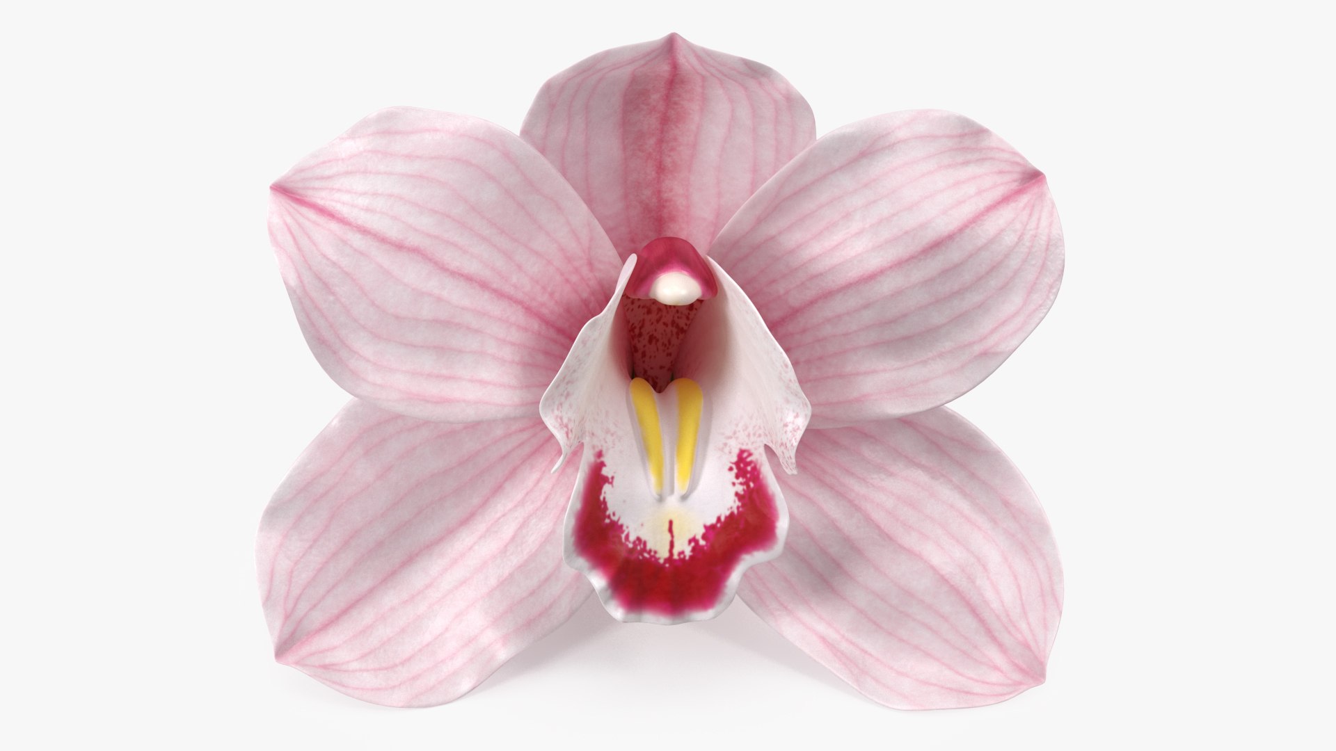3D Hybrid Orchid Pink https://p.turbosquid.com/ts-thumb/Nr/TYEZLg/TU/hybridorchidpinkmb3dmodel007/jpg/1637784233/1920x1080/fit_q87/196b6e0349a4545de70c2ee2a4bf766a77becda8/hybridorchidpinkmb3dmodel007.jpg