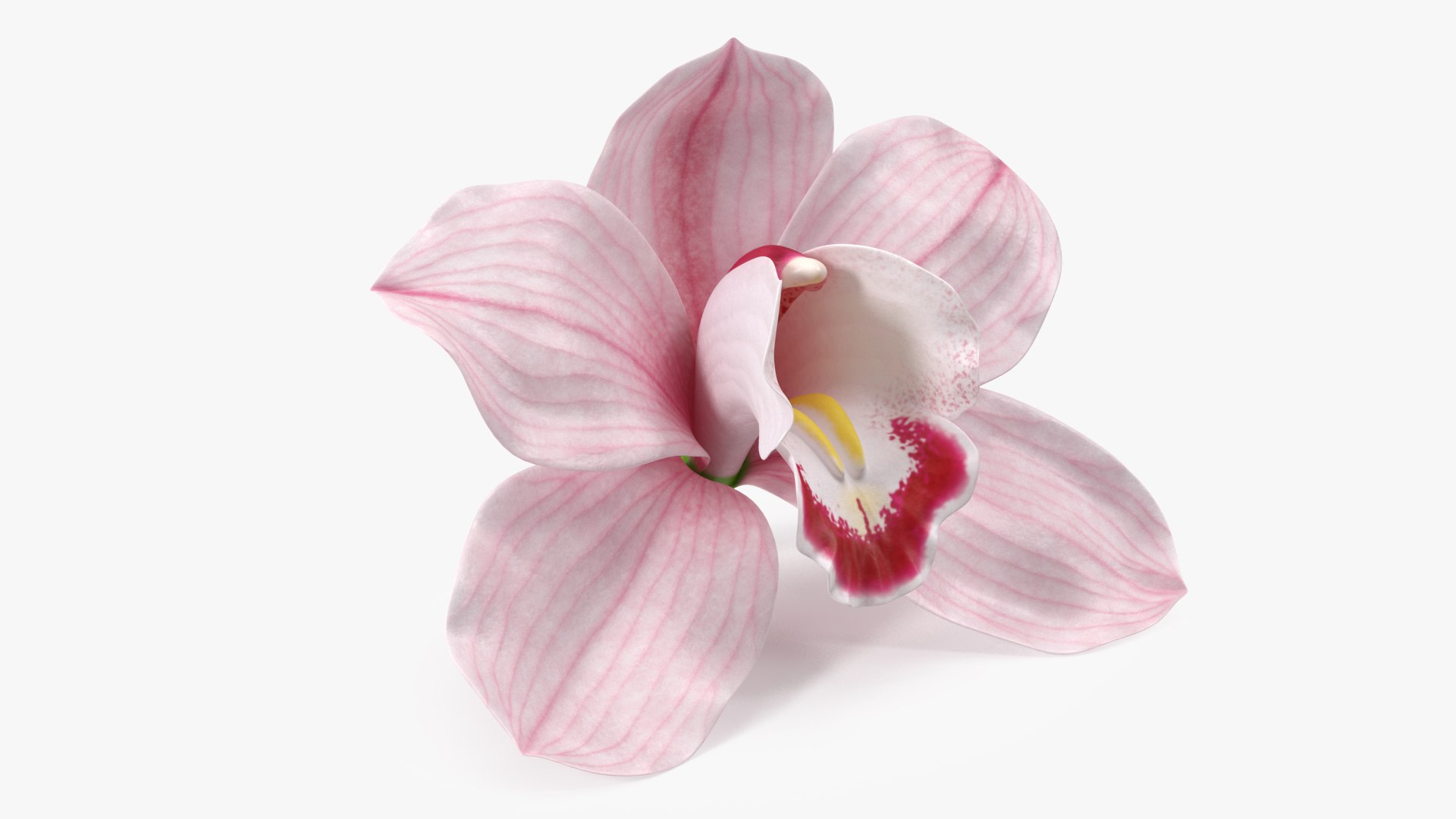 Hybrid Orchid Pink 3D model preview