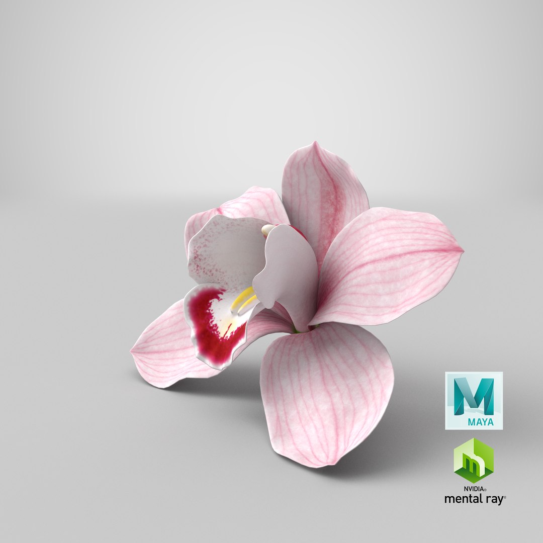 3D Hybrid Orchid Pink https://p.turbosquid.com/ts-thumb/Nr/TYEZLg/XN/stemcell_maya_mental_ray_render/png/1643959493/1920x1080/fit_q87/f2bcfa6ea41cfc32976bdfa7e79a5fc2db6e30dd/stemcell_maya_mental_ray_render.jpg