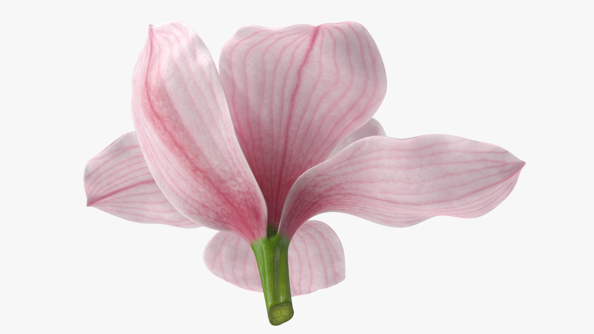 3D Hybrid Orchid Pink https://p.turbosquid.com/ts-thumb/Nr/TYEZLg/Yl/hybridorchidpinkmb3dmodel008/jpg/1637784235/1920x1080/fit_q87/856bfdcccf7cf425647784d4a82be9edc940296b/hybridorchidpinkmb3dmodel008.jpg