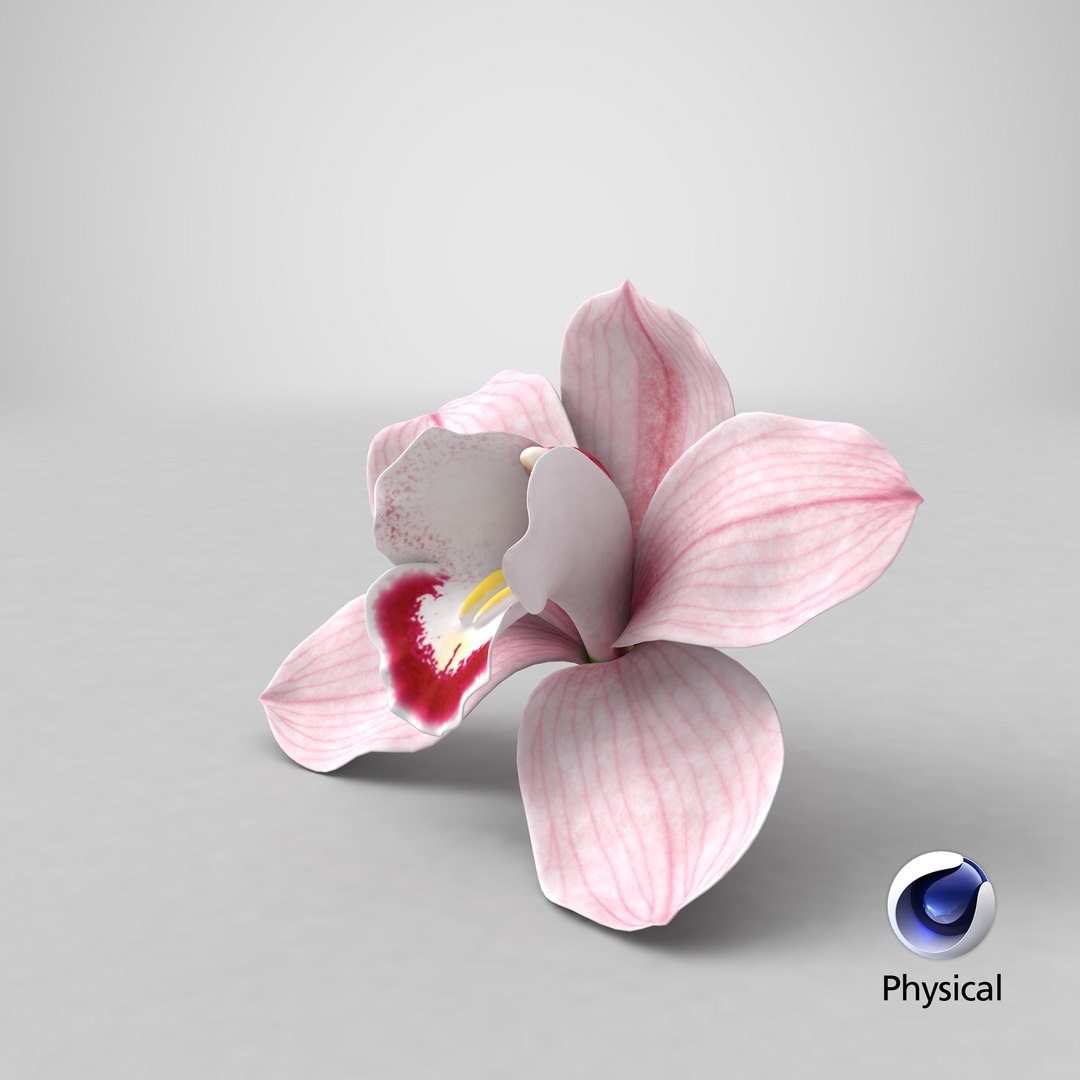 3D Hybrid Orchid Pink https://p.turbosquid.com/ts-thumb/Nr/TYEZLg/cQ/stemcell_cinema_4d_physical_render/png/1643959483/1920x1080/fit_q87/21c292821f870228b4b055d018ea7edd63fb3c72/stemcell_cinema_4d_physical_render.jpg