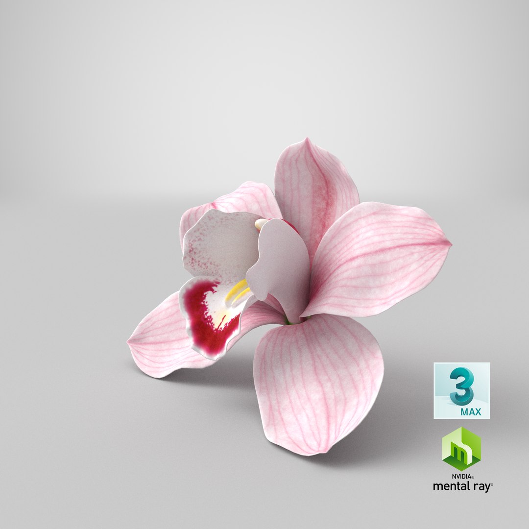 3D Hybrid Orchid Pink https://p.turbosquid.com/ts-thumb/Nr/TYEZLg/eE/stemcell_max_mental_ray_render/png/1643959489/1920x1080/fit_q87/8511292a0139095d6721368efef6a67a5e0f3239/stemcell_max_mental_ray_render.jpg