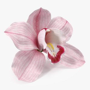3D Hybrid Orchid Pink