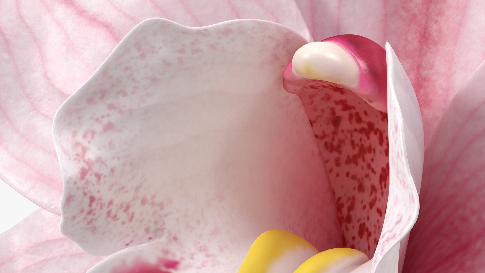 3D Hybrid Orchid Pink https://p.turbosquid.com/ts-thumb/Nr/TYEZLg/rM/hybridorchidpinkmb3dmodel014/jpg/1637784254/1920x1080/fit_q87/3488d895f0f44e1f06a004f962627b5da63e693d/hybridorchidpinkmb3dmodel014.jpg