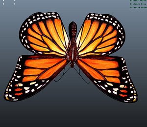 3D Butterfly monarch | 3D model
