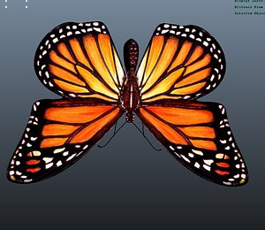Animated Butterfly