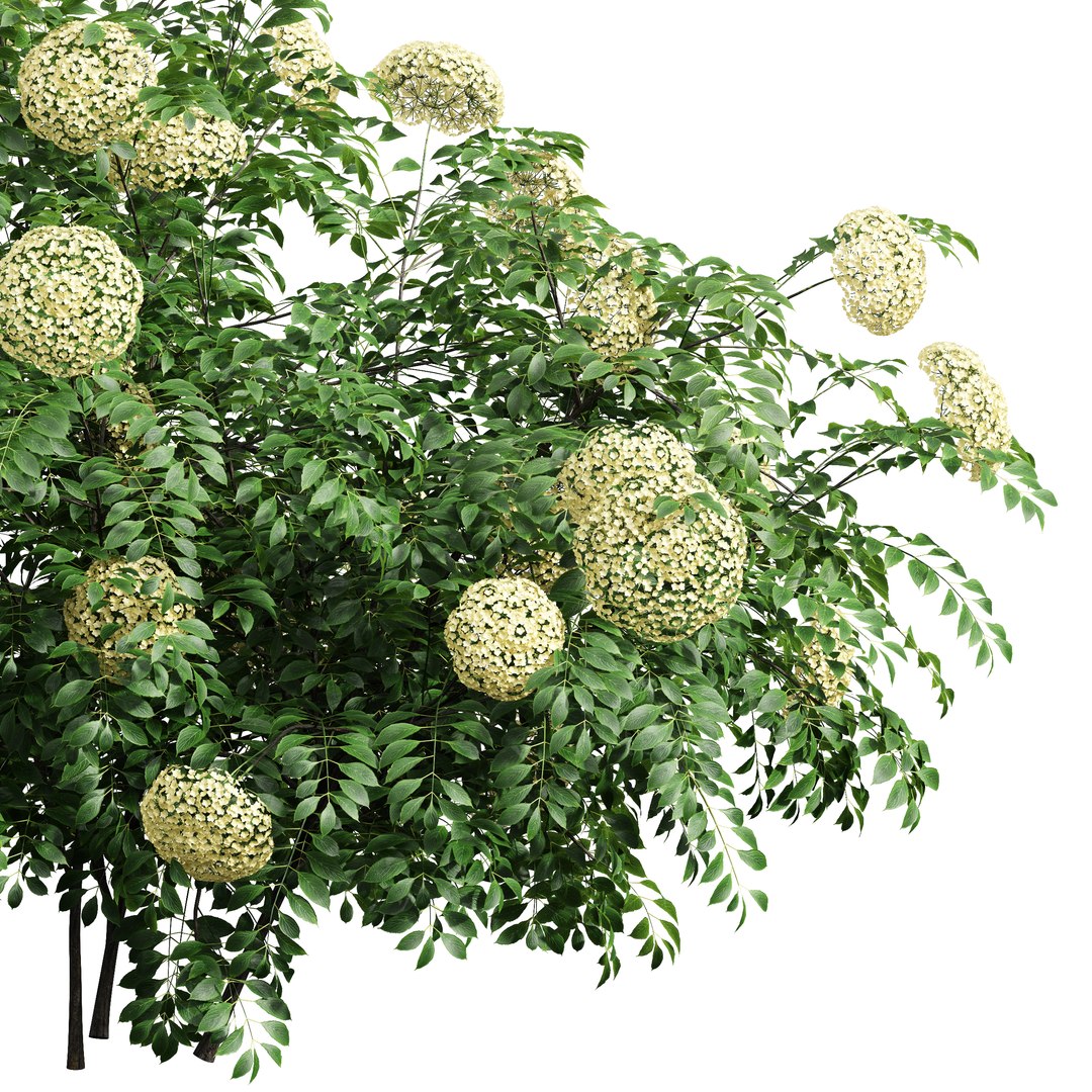 2 Different 3D Models In The 2scenes Viburnum Opulus Roseum Bush ...