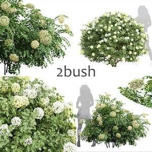 2 Different 3D models in the 2scenes Viburnum Opulus Roseum Bush Sambucus Nigra Bush 3D model