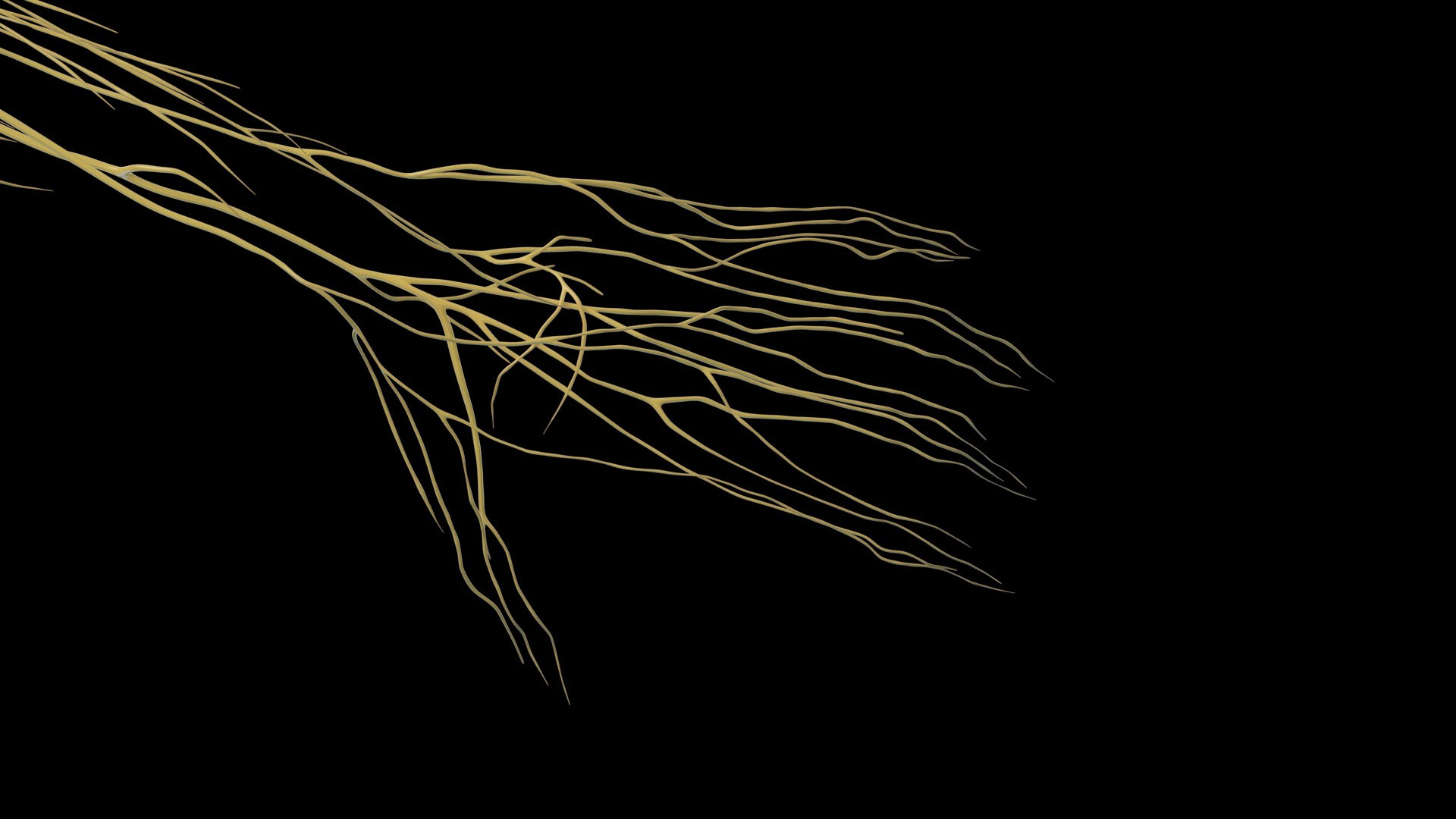 Human Female Body Skeleton and Nervous System Static 3D https://p.turbosquid.com/ts-thumb/Nr/cLQiAs/25/female_nervous0007/jpg/1683188177/1920x1080/fit_q87/7321939c94fd2667a80b128925fa153ce611fae8/female_nervous0007.jpg