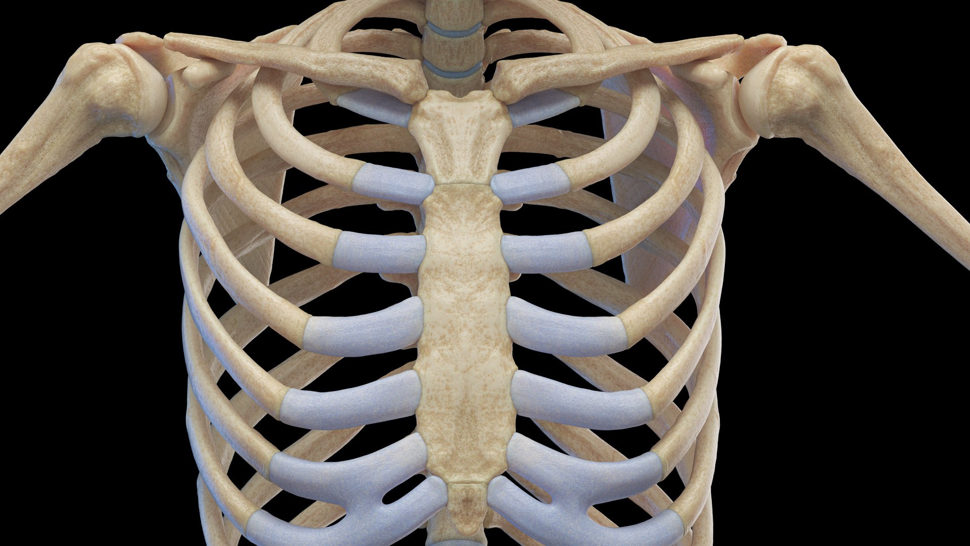 Human Female Body Skeleton and Nervous System Static 3D https://p.turbosquid.com/ts-thumb/Nr/cLQiAs/3N/female_skeleton0009/jpg/1683188160/1920x1080/fit_q87/9f8493c17a237623c218a1079207cb7501ad1759/female_skeleton0009.jpg