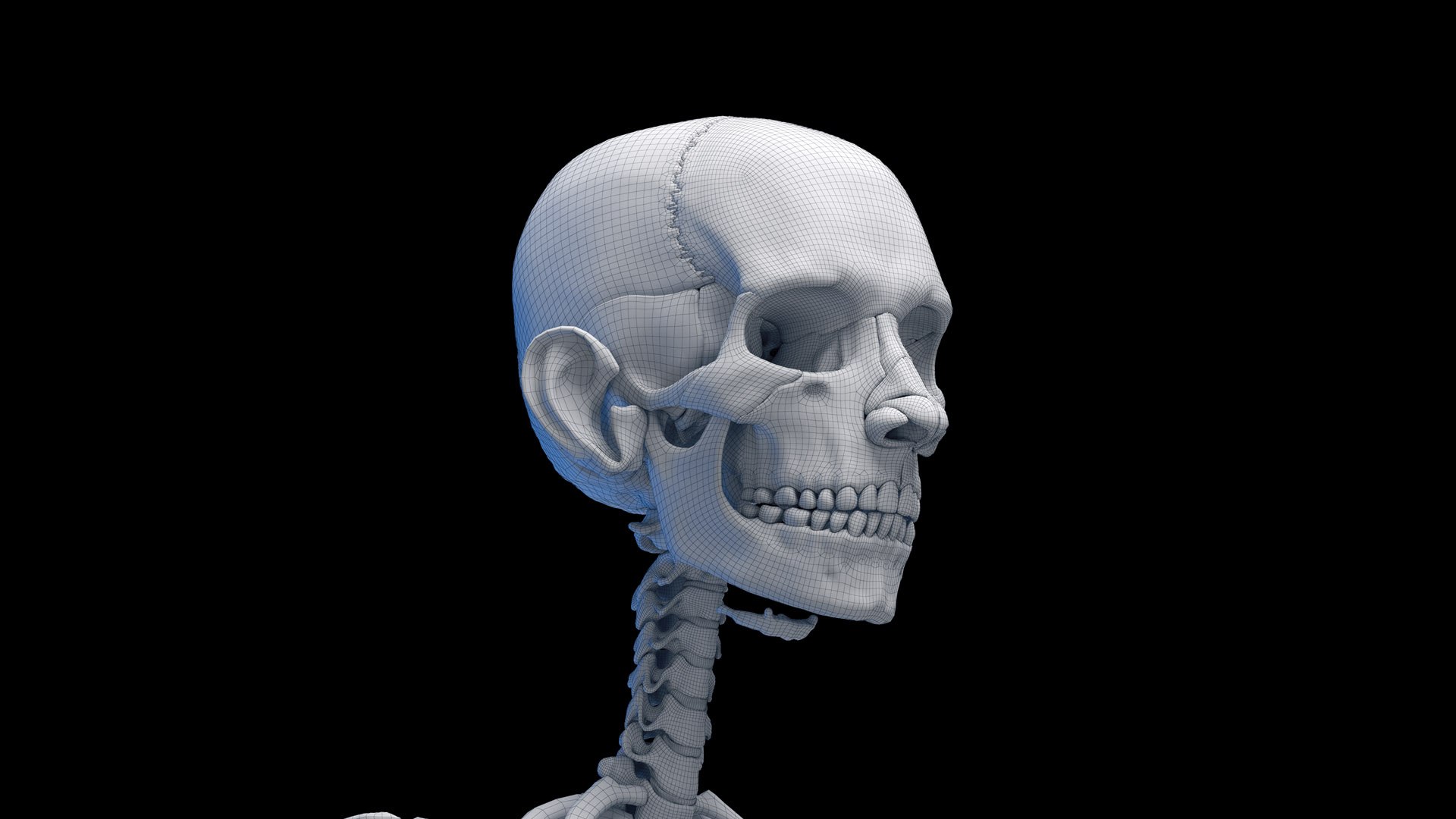 Human Female Body Skeleton and Nervous System Static 3D https://p.turbosquid.com/ts-thumb/Nr/cLQiAs/A5/female_skeleton_wire0001/jpg/1683206720/1920x1080/fit_q87/a13800b7e02726037a14589d1b21d7724ab58d9d/female_skeleton_wire0001.jpg