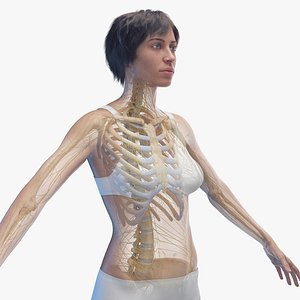 Human Female Body Skeleton and Nervous System Static 3D