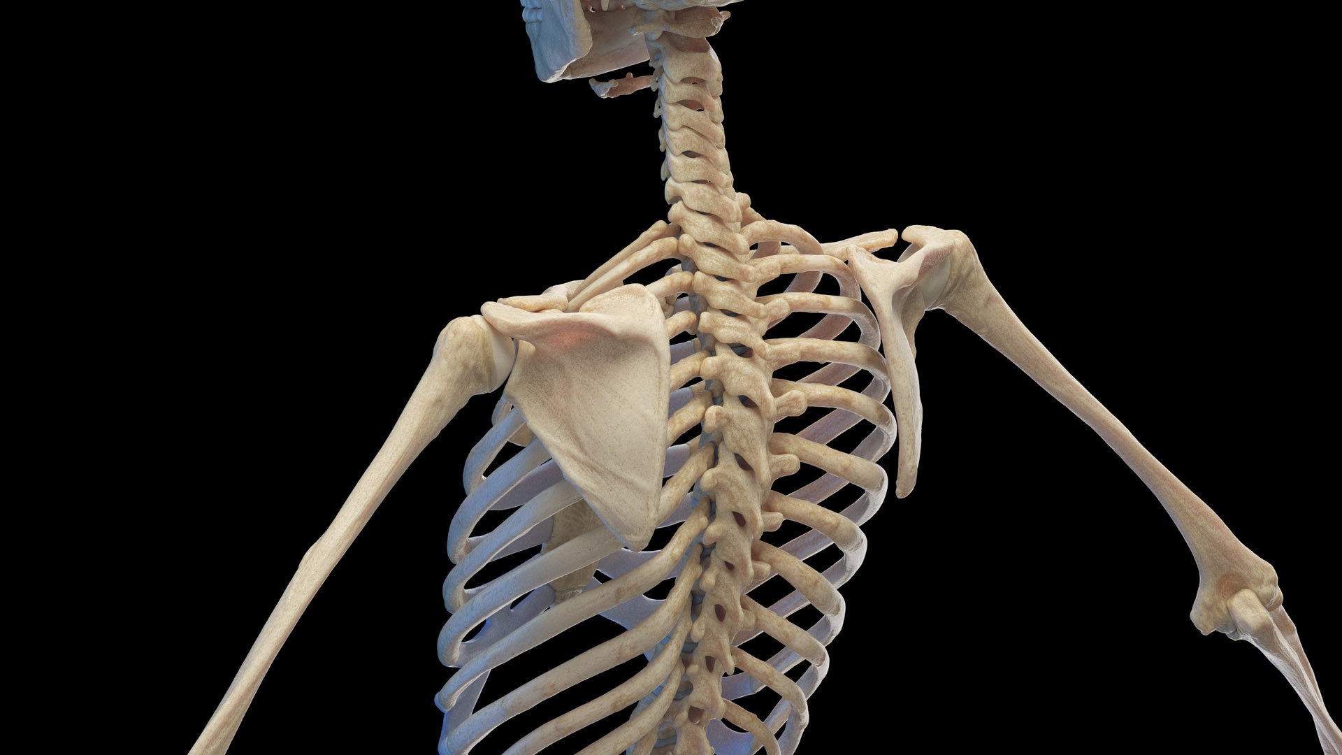 Human Female Body Skeleton and Nervous System Static 3D https://p.turbosquid.com/ts-thumb/Nr/cLQiAs/ER/female_skeleton0005/jpg/1683188165/1920x1080/fit_q87/550c26e9c18212d80274aeef098a0e650d92e123/female_skeleton0005.jpg