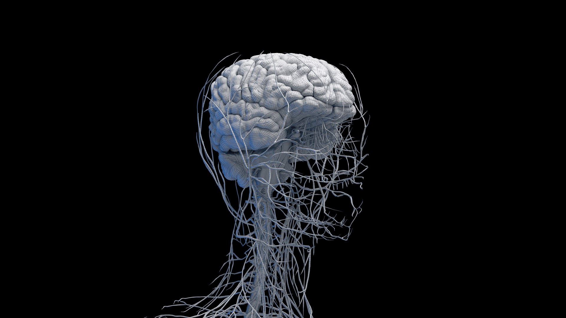 Human Female Body Skeleton and Nervous System Static 3D https://p.turbosquid.com/ts-thumb/Nr/cLQiAs/H3/female_nervous_wire0001/jpg/1683206727/1920x1080/fit_q87/63a98a63497bd8f9e30c7b0ec12c798a3243c464/female_nervous_wire0001.jpg