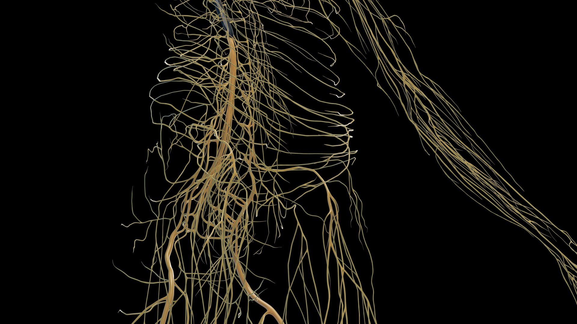 Human Female Body Skeleton and Nervous System Static 3D https://p.turbosquid.com/ts-thumb/Nr/cLQiAs/IA/female_nervous0003/jpg/1683188175/1920x1080/fit_q87/caef591d3a08bf93fcba00d3e22382012cc7c97d/female_nervous0003.jpg