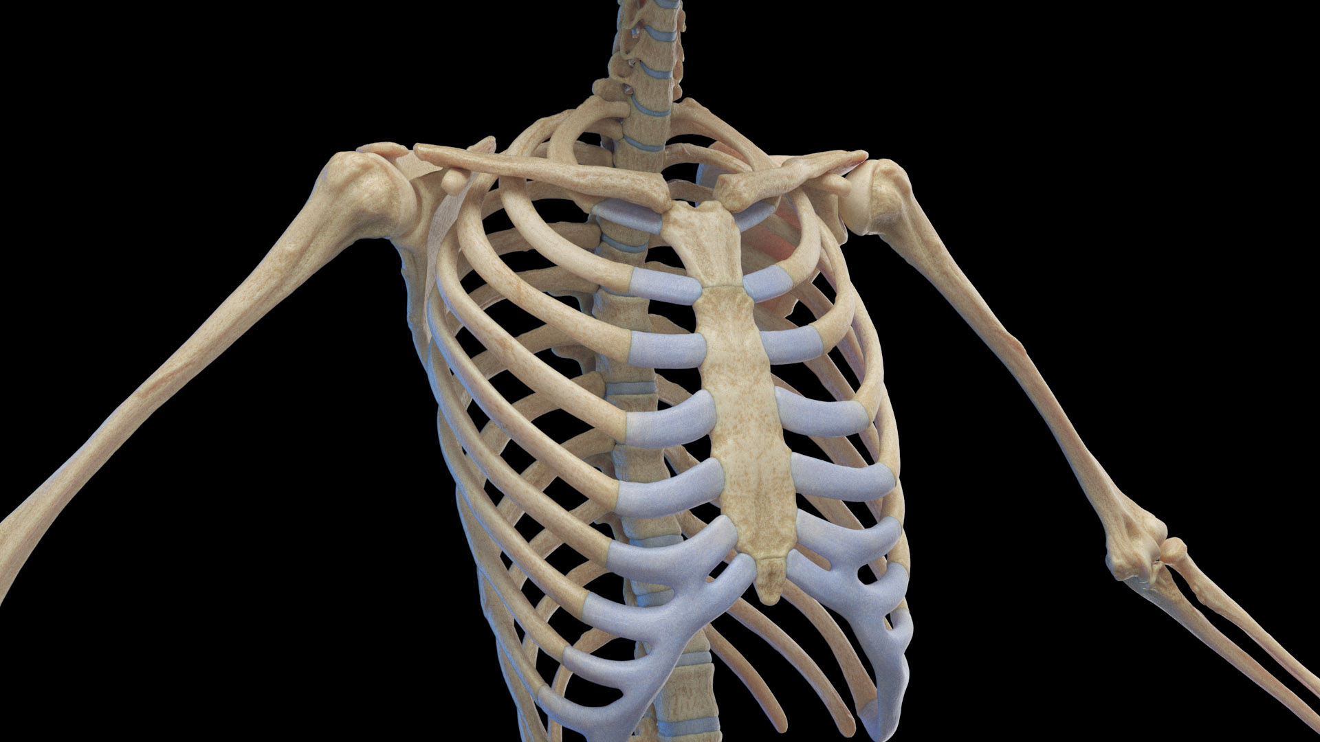 Human Female Body Skeleton and Nervous System Static 3D https://p.turbosquid.com/ts-thumb/Nr/cLQiAs/LY/female_skeleton_tt_02f/jpg/1683188959/1920x1080/turn_fit_q99/7dd49dc22cc9164fb97f1d1af02bade55ba55d33/female_skeleton_tt_02f-1.jpg