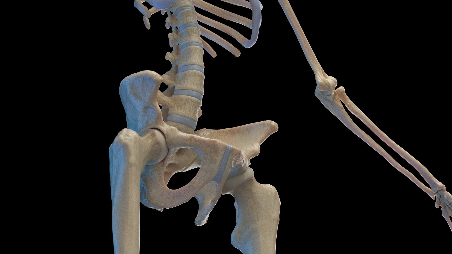 Human Female Body Skeleton and Nervous System Static 3D https://p.turbosquid.com/ts-thumb/Nr/cLQiAs/Oh/female_skeleton0003/jpg/1683188164/1920x1080/fit_q87/3e356a9a4d08981215cc9ba392a123a018d63937/female_skeleton0003.jpg