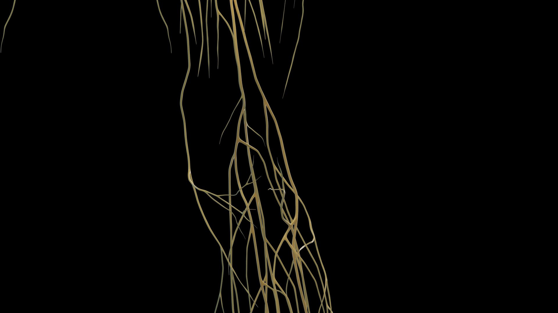 Human Female Body Skeleton and Nervous System Static 3D https://p.turbosquid.com/ts-thumb/Nr/cLQiAs/QV/female_nervous0011/jpg/1683188179/1920x1080/fit_q87/fc0979b72f0352a66d3bbdf1c1543f4d2a21621a/female_nervous0011.jpg