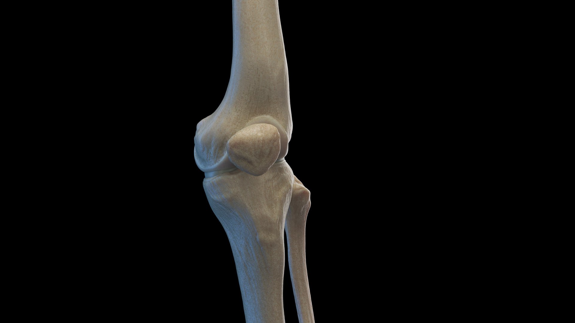 Human Female Body Skeleton and Nervous System Static 3D https://p.turbosquid.com/ts-thumb/Nr/cLQiAs/Qu/female_skeleton0011/jpg/1683188161/1920x1080/fit_q87/1b60a1932aeaa03f9f590077a0b55c9cf68d119d/female_skeleton0011.jpg