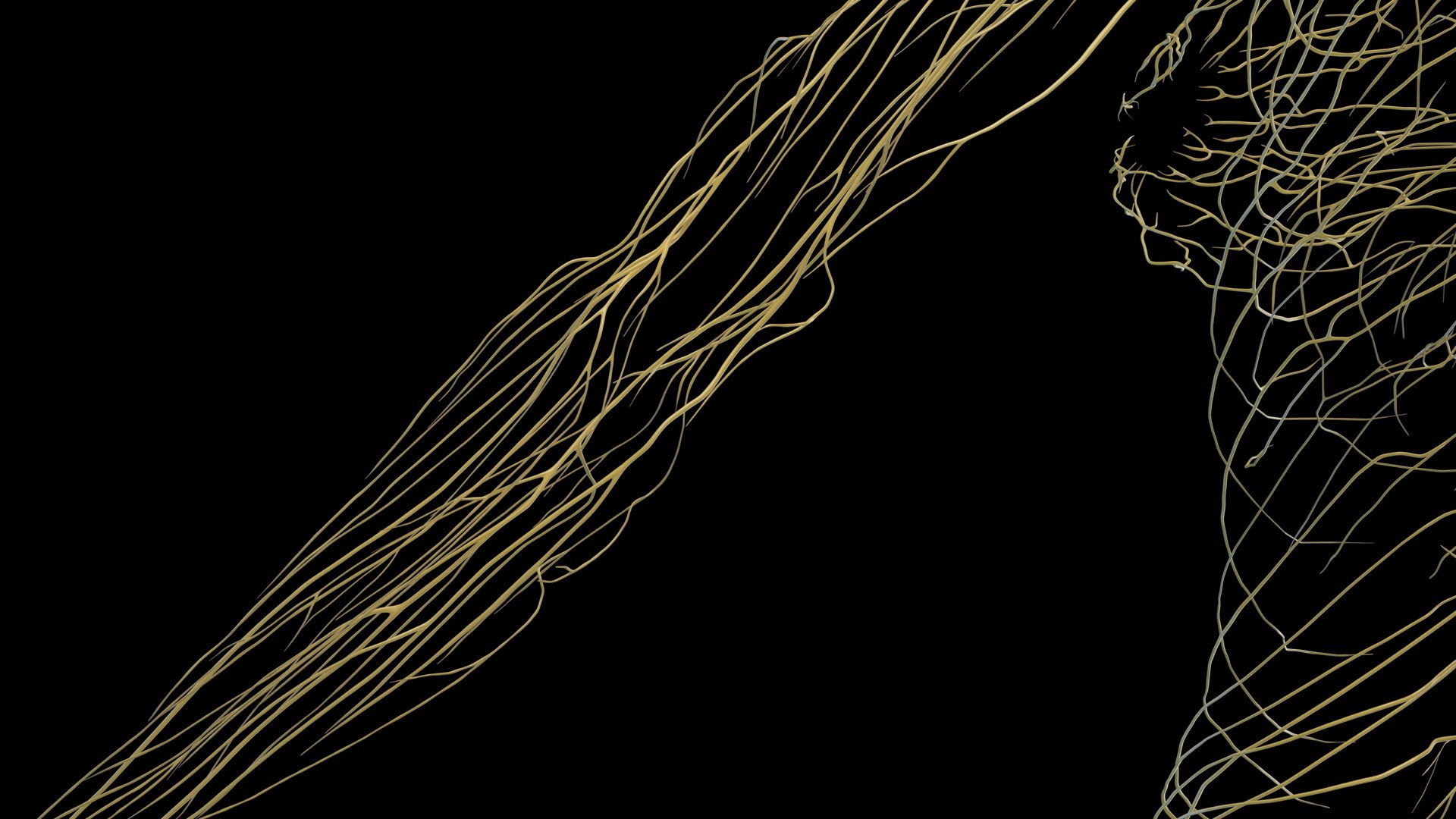 Human Female Body Skeleton and Nervous System Static 3D https://p.turbosquid.com/ts-thumb/Nr/cLQiAs/ZE/female_nervous0013/jpg/1683188173/1920x1080/fit_q87/fb53d9142e07e1da1804ea14ab5f427f95fc0f08/female_nervous0013.jpg