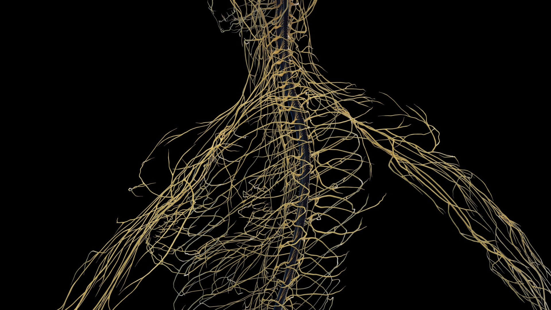 Human Female Body Skeleton and Nervous System Static 3D https://p.turbosquid.com/ts-thumb/Nr/cLQiAs/Zd/female_nervous0005/jpg/1683188176/1920x1080/fit_q87/553e7bcd5d28b8d9b9464f3951ba7890085d8577/female_nervous0005.jpg