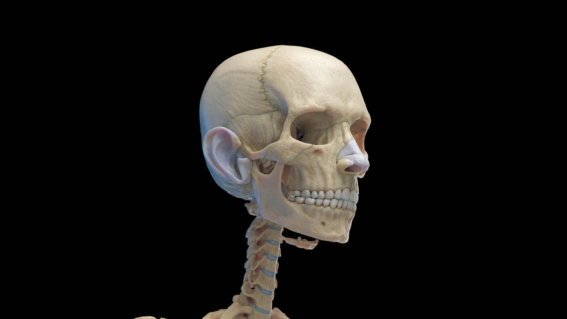 Human Female Body Skeleton and Nervous System Static 3D https://p.turbosquid.com/ts-thumb/Nr/cLQiAs/c2/female_skeleton0001/jpg/1683188163/1920x1080/fit_q87/5fb555a26bab989feb3500d9105cf494eec88218/female_skeleton0001.jpg