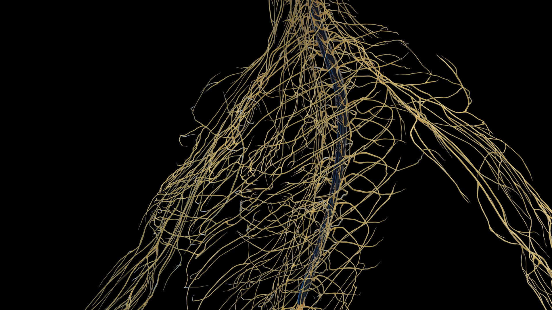 Human Female Body Skeleton and Nervous System Static 3D https://p.turbosquid.com/ts-thumb/Nr/cLQiAs/ey/female_nervous0008/jpg/1683188178/1920x1080/fit_q87/de2a91d62f5e2ca771386010b2c09b811e2b6ebf/female_nervous0008.jpg