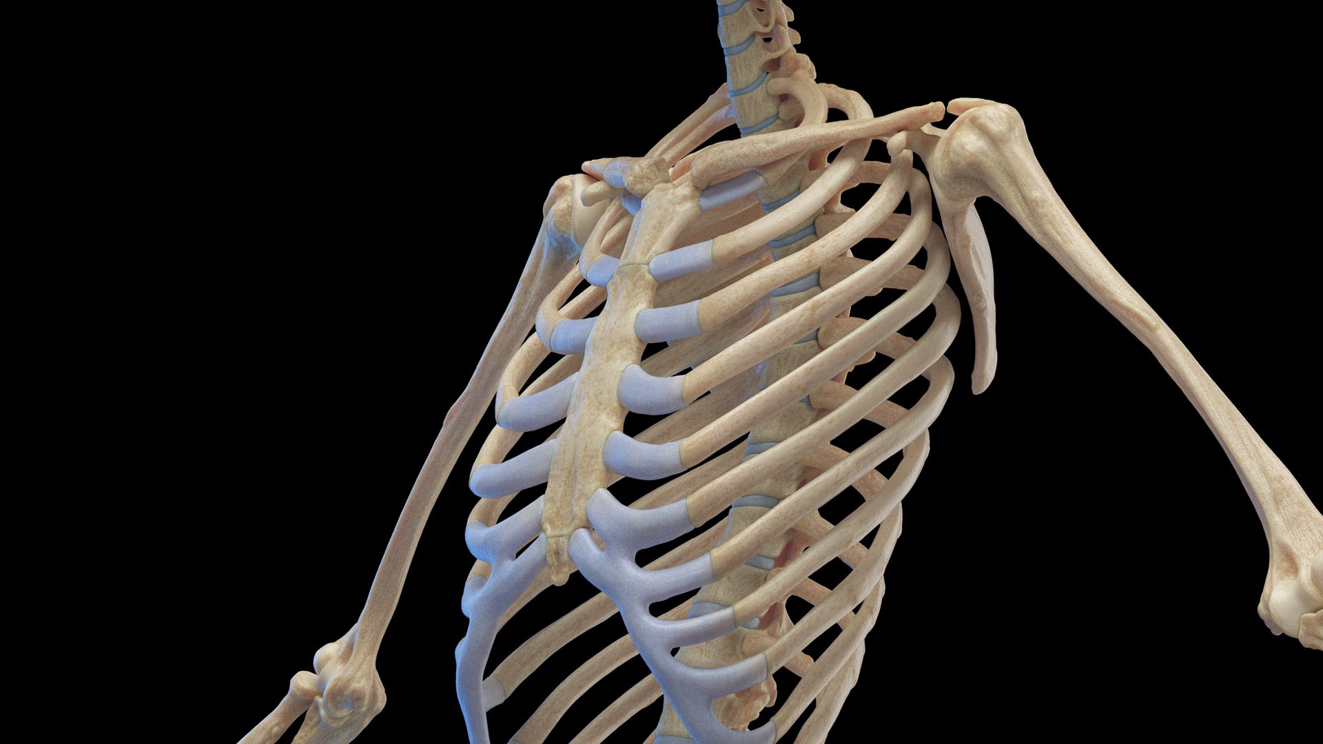 Human Female Body Skeleton and Nervous System Static 3D https://p.turbosquid.com/ts-thumb/Nr/cLQiAs/h0/female_skeleton0008/jpg/1683188159/1920x1080/fit_q87/a2641beb1f2d3a4f89518d0c3299c13ccfff90de/female_skeleton0008.jpg