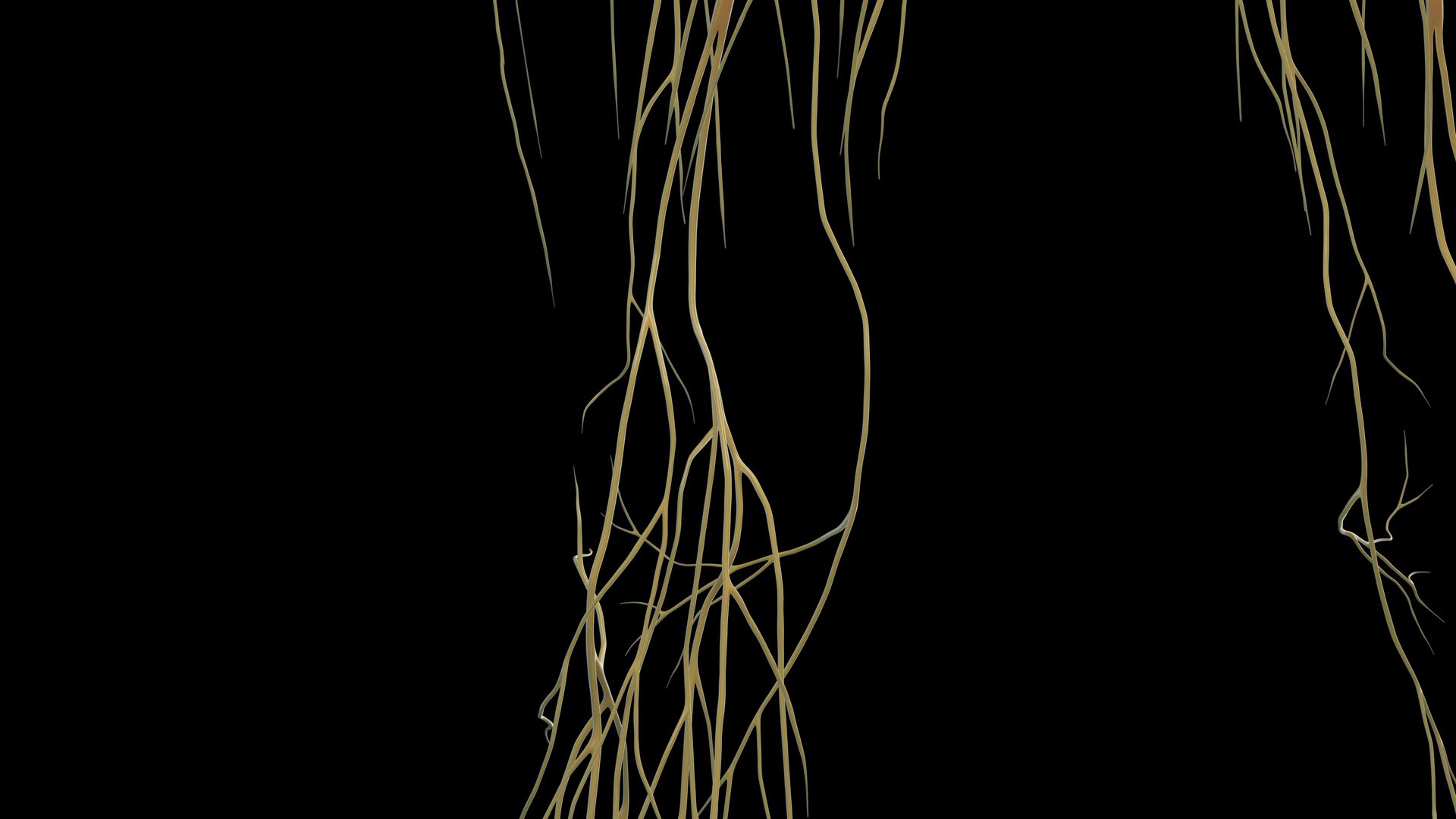 Human Female Body Skeleton and Nervous System Static 3D https://p.turbosquid.com/ts-thumb/Nr/cLQiAs/qb/female_nervous0012/jpg/1683188179/1920x1080/fit_q87/6cbf1b34f6825f99a0a50353a153a873a2ca469e/female_nervous0012.jpg