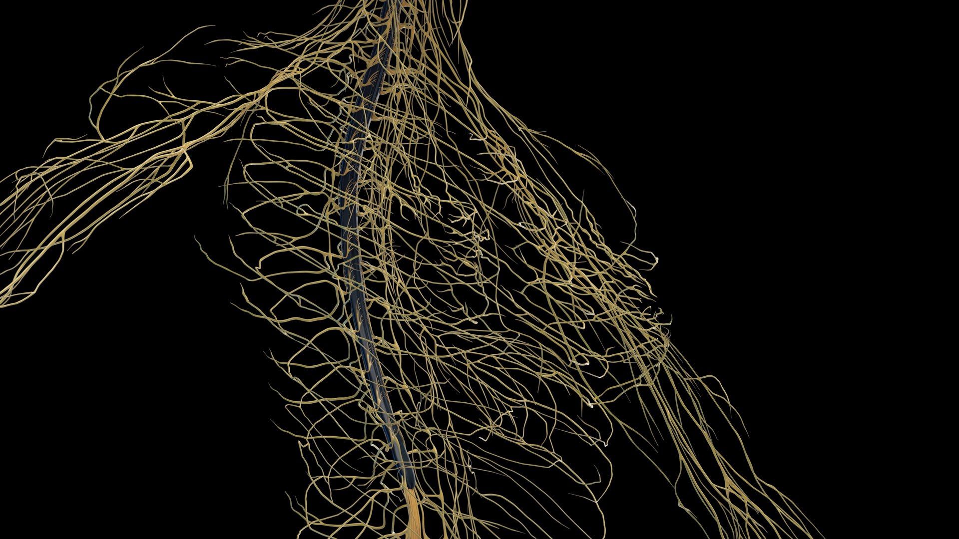 Human Female Body Skeleton and Nervous System Static 3D https://p.turbosquid.com/ts-thumb/Nr/cLQiAs/r6/female_nervous0002/jpg/1683188174/1920x1080/fit_q87/514a302bd8f1f04eef99cd744ec563c5e79a181d/female_nervous0002.jpg