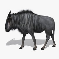 Wildebeest Fur Animated