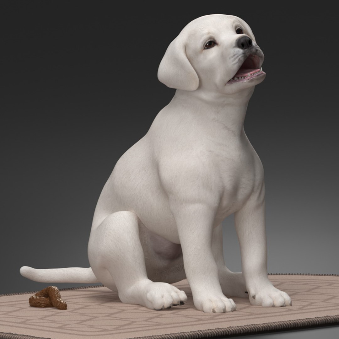 Labrador Retriever Puppy Pooped on the Mat 3D model preview