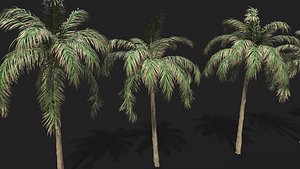 palm nature 3D model