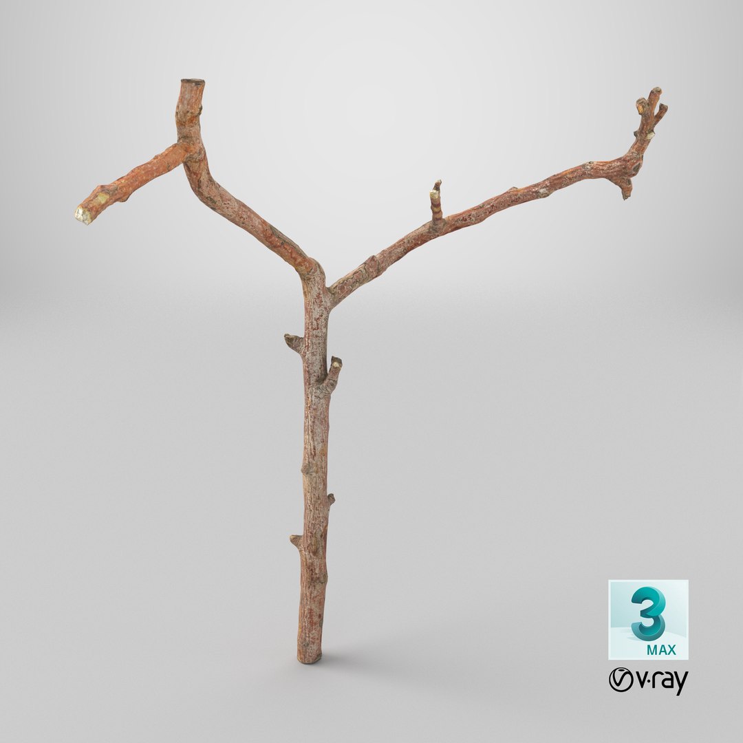 3D Scanned Sprig 04 StemCell - TurboSquid 2398700