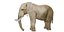 3D model African Elephant