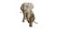 3D model African Elephant