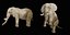 3D model African Elephant