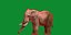 3D model African Elephant