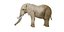 3D model African Elephant
