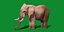 3D model African Elephant